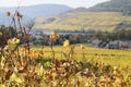 Life, sky, autumn, vineyards, grape harvest