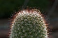 Beautiful daylight on cactus closeup shoot