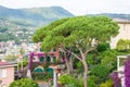 Beautiful daylight view to a green tree and Santa Margherita Ligure city