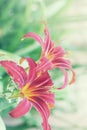 Beautiful daylilies Royalty Free Stock Photo