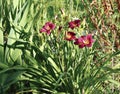 Beautiful daylily flower in the garden Royalty Free Stock Photo