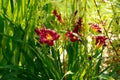 Beautiful daylily flower in the garden Royalty Free Stock Photo