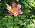 Beautiful daylily flower in the garden Royalty Free Stock Photo