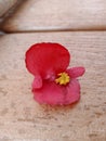 The Beautiful de Begonia Samperflorens plant flower fall on the ground Royalty Free Stock Photo