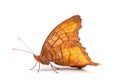 Beautiful Dead leaf butterfly isolated on a white background. Side view Royalty Free Stock Photo