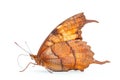 Beautiful Dead leaf butterfly isolated on a white background. Side view Royalty Free Stock Photo