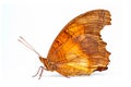 Beautiful Dead leaf butterfly isolated on a white background. Side view Royalty Free Stock Photo
