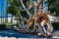 Beautiful dead tree knocked over