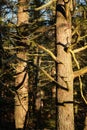 Beautiful dead trees in the sunset.