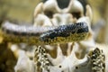 Beautiful deadly American Kingsnake on the background of the old skull