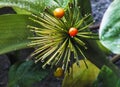 Beautiful December flower plants