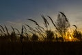 Beautiful decline in ears of wheat and the sun sits down behind the trees