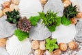 Beautiful decor with succulent plants, moss and seashells