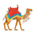 Beautiful decorated camel