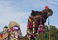 Beautiful decorated Camel close up on Bikaner Camel Festival in Rajasthan, India