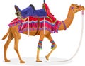 Beautiful Decorated camel in india