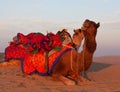 Beautiful decorated camel waiting tourists for riding over dunes in Thar desert near Jaisalmer, Rajasthan, India Royalty Free Stock Photo