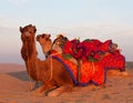 Beautiful decorated camel waiting tourists for riding over dunes in Thar desert near Jaisalmer, Rajasthan, India Royalty Free Stock Photo