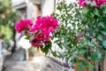 beautiful decoration of the details of the facade of the house with flowers and colors