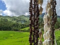 decoration made of shells connected by thread