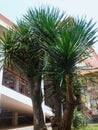 Beautiful Decoration Plants Of Cabbage Tree Or Cordyline Australis In The Garden Of The Hospital