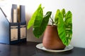 a beautiful decoration of the potted houseplant on the working desk.