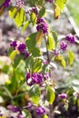 Beautiful decorative autumn plant Callicarpa bodinieri called Bodinier`s beautyberry