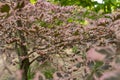 Beautiful decorative beech tricolor Royalty Free Stock Photo