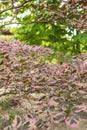 Beautiful decorative beech tricolor Royalty Free Stock Photo