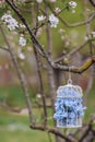 Beautiful decorative birdcage in the branches of a blossoming apple tree