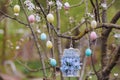 Beautiful decorative birdcage in the branches of a blossoming apple tree