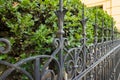 Beautiful decorative cast metal wrought fence with artistic forging in a garden.
