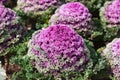 Beautiful Decorative cauliflower