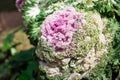 Beautiful Decorative cauliflower