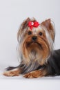 Beautiful decorative dog Yorkshire Terrier