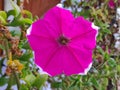 A beautiful decorative flower with a predominant red-purple hue in daylight