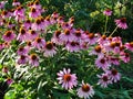 Beautiful decorative flowers in the summer garden. large Bush flower purple Terry selenium. Royalty Free Stock Photo