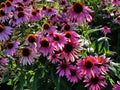 Beautiful decorative flowers in the summer garden. large Bush flower purple Terry selenium. Royalty Free Stock Photo