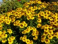 Beautiful decorative flowers in the summer garden. large Bush flower yellow helenium. Royalty Free Stock Photo