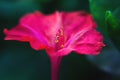 Beautiful decorative and healing diuretic mirabilis flower close-up Royalty Free Stock Photo