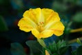 Beautiful decorative and healing diuretic mirabilis flower close-up Royalty Free Stock Photo