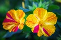 Beautiful decorative and healing diuretic mirabilis flower close-up Royalty Free Stock Photo