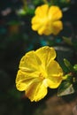 Beautiful decorative and healing diuretic mirabilis flower close-up Royalty Free Stock Photo