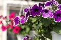 Beautiful decorative lilac petunias in hanging pots in the open air