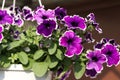 Beautiful decorative lilac petunias in hanging pots in the open air