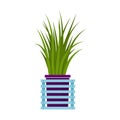 Beautiful decorative long grass, potted home indoor plant. Vector illustration isolated on white . Trendy house decor. Royalty Free Stock Photo