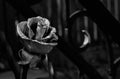 Beautiful decorative metal forged rose in black and white Royalty Free Stock Photo