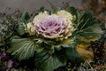 Beautiful Decorative Ornamental cabbage and kale with bright magenta and grey frilly leaves in the garden, Purple lettuce plant, Royalty Free Stock Photo