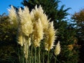 Beautiful decorative Pampas Grass Cortaderia selloana