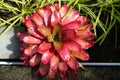 Beautiful decorative pineapple plant or Aechmea fasciata in shad